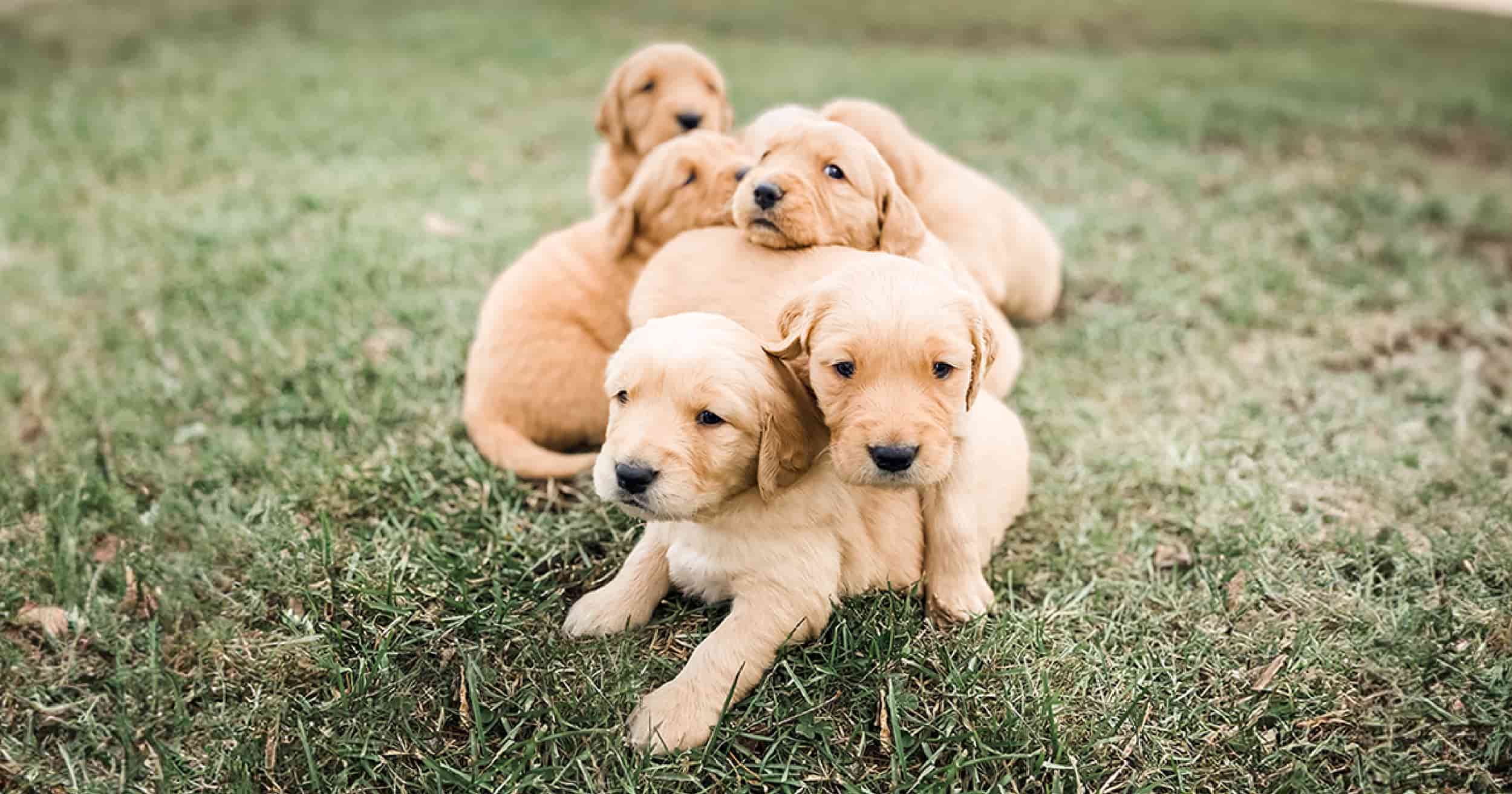 Shetland Sheepdog Puppies: Training and Care